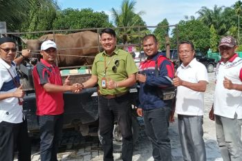PT RAPP salurkan 53 hewan kurban untuk masyarakat 30 desa