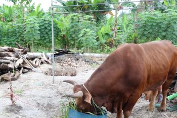 Sapi kurban dari Presiden Jokowi seberat 1 ton disembelih di Selayar