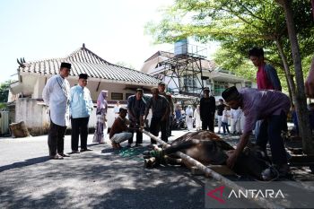 Pemkab OKU kurban delapan sapi