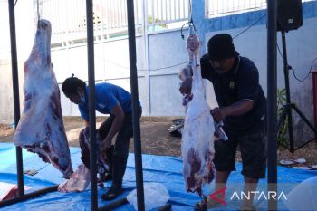 PLN UIW Sulselrabar sembelih 85 ekor hewan kurban