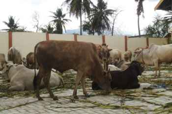 Dinas TPH Sulteng sembelih 32 hewan kurban di momen Lebaran Idul Adha