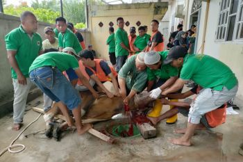IKMR Bukit Batu potong sembilan sapi