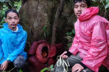 Dua individu rafflesia ditemukan mekar sempurna di kebun warga kawasan hutan Danau Maninjau