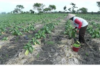 Pemkab Lombok Tengah menyalurkan bantuan pupuk ke petani tembakau
