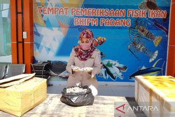 Pengiriman hasil perikanan Sumbar ke pasar domestik alami penurunan