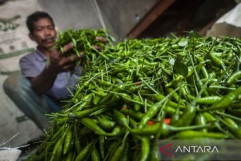 Di Aceh, harga  capai Rp200 ribu per kilogram