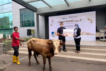 PT Jamkrindo Syariah salurkan 24 ekor sapi kurban