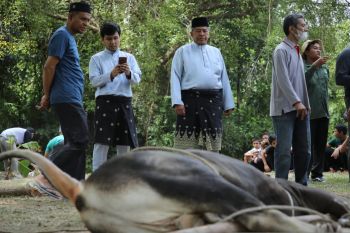 Meski ada PMK, jumlah kurban di Siak malah meningkat