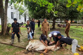 Dinas PU Tarukim Siak kurban 13 sapi, meningkat dari tahun lalu