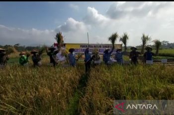 Jamin stok pangan, Pemkab Kulon Progo bangun lumbung pangan bagi masyarakat