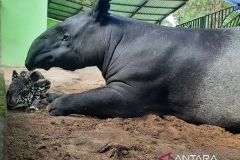 Kebun Binatang Jambi tambah koleksi anak tapir, diberi nama Erli Adha
