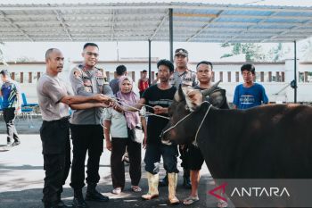 Empat sapi dan satu kambing kurban disembelih di Polres Lotara