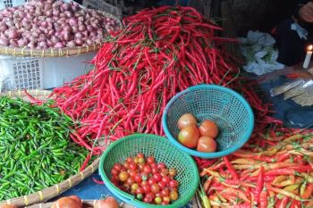 Harga cabai di Bandarlampung masih tinggi