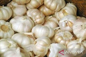 Kemendag: 21 ribu ton bawang putih impor masuk pada Maret 2025