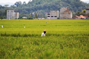 Realisasi pupuk di Lampung pada Juni capai 55 persen