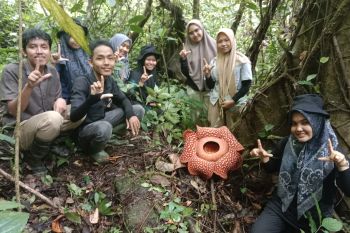 Bunga Rafflesia kembali mekar di Palupuh, total jadi tiga individu