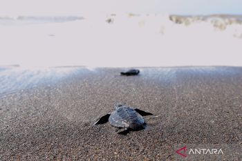 Pelepasliaran tukik di Banyuwangi