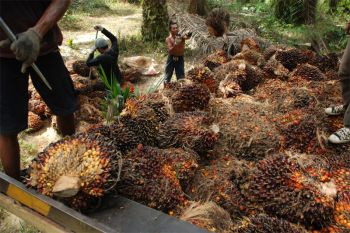 Harga kelapa sawit di Kaltim turun jadi Rp1.831,16  per kg
