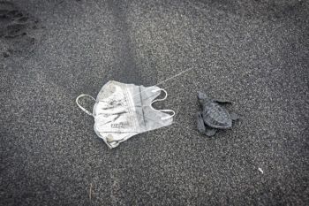 Pelepasan Anak Penyu Di Pantai