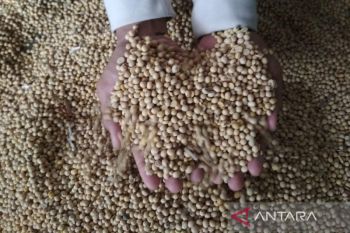 Harga jual kedelai impor di Kudus capai Rp12.150/kilogram
