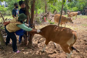 Satgas PMK Polresta-Distan Denpasar vaksin 405 ekor sapi