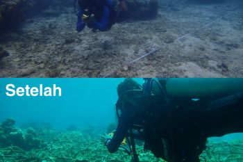 DKP Sulsel rehabilitasi terumbu karang Pulau Salebbo Pangkep