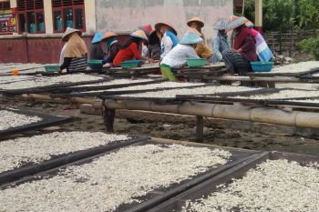 Harga ikan teri di Pulau Pasaran Bandarlampung berkisar Rp120.000 per kilogram