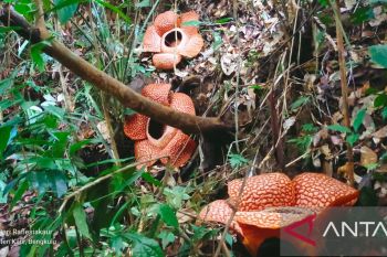 Tiga bunga Rafflesia arnoldii mekar sempurna di Kabupaten Kaur Bengkulu