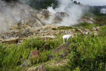 PLN siap bangun PLTP Ulumbu 40 MW di Pulau Flores
