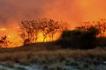 Pemkab Nagekeo minta warga tak berburu dengan cara membakar lahan