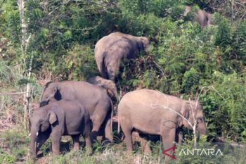 Konflik gajah-manusia hampir setiap hari terjadi di Aceh