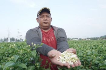 Pemkab Batang dorong petani melati perluas lahan pertanian