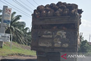 Disbun Sumsel: 244 ribu petani sambut positif tarif ekspor CPO dihapus