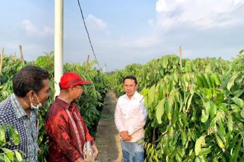 Pemkab Sigi  mulai kembangkan potensi kebun buah untuk pasok IKN