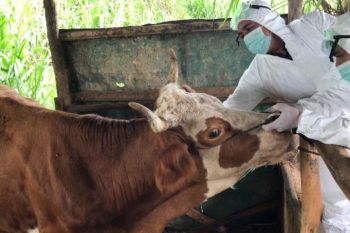 Agam peroleh tambahan 2.300 dosis vaksin PMK, prioritas daerah sedikit kasus