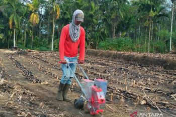 Petani padi Solok Selatan beralih tanam jagung