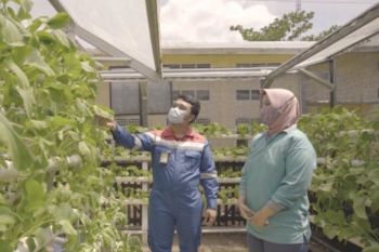 Rahmawati perempuan pejuang sayuran, menyulap lahan menjadi produktif