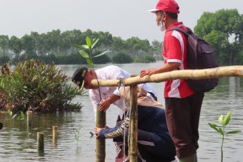 Pemkot Pekalongan  tanam 2.500 bibit mangrove