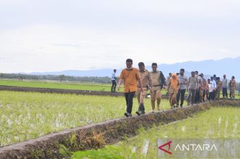 35.476 petani Sulsel terima benih padi gratis