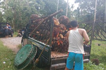 Harga TBS anjlok, petani kelapa sawit di Agam tak panen