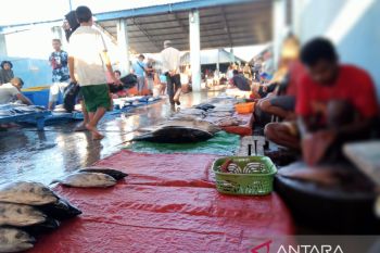 Harga ikan di Kota Kupang meroket