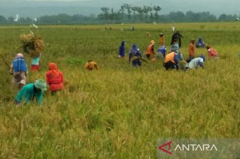 Dinas Pertanian Kudus gencar sosialisasi asuransi tanaman padi