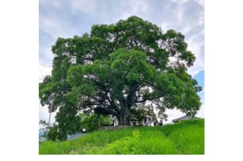 Badan warisan budaya Korea tinjau pohon hackberry