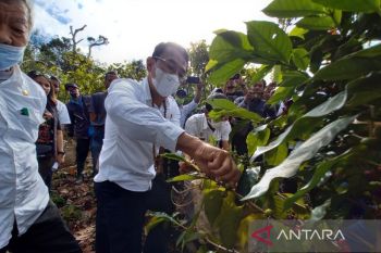 Sigi kembangkan kakao dan kopi  jadi komoditas unggulan