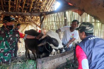 Tagana Jember manfaatkan asap cair batok kelapa obati ternak terpapar PMK