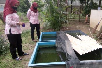 Benarkah lele yang disebar ke saluran air mampu cegah DBD, ini argumennya