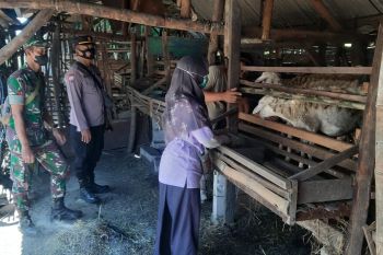 Puluhan sapi di Sidoarjo disuntik vaksinasi penguat