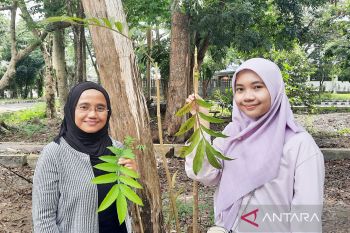 Kemenkeu biayai riset daun sungkai sebagai obat COVID-19