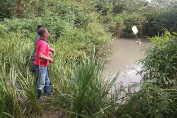 Buaya masuk ke kolam warga di Bintan
