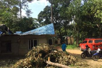 BPBD Bintan minta warga waspada angin kencang